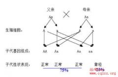  分析先天性聋哑的遗传规律-美国试管婴儿如何规