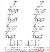  解密伊利金领冠关键营养成分——核苷酸